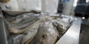 Exportação de pescado: meta é ampliar vendas para Ásia e UE, OMDN, O Mundo dos Negócios