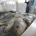 Exportação de pescado: meta é ampliar vendas para Ásia e UE, OMDN, O Mundo dos Negócios
