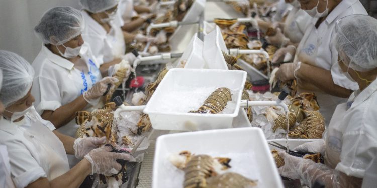 Exportação de pescados para UE: exigências sanitárias, OMDN, O Mundo dos Negócios