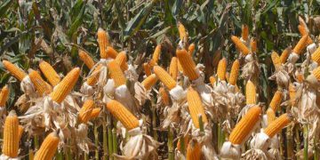 Governo diz que Coronavírus ainda não impactou exportações, OMDN, O Mundo dos Negócios