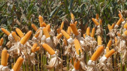 Governo diz que Coronavírus ainda não impactou exportações, OMDN, O Mundo dos Negócios