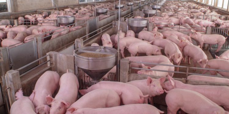 Brasil e Argentina aprovam modelos para exportação de produtos, OMDN, O Mundo dos Negócios