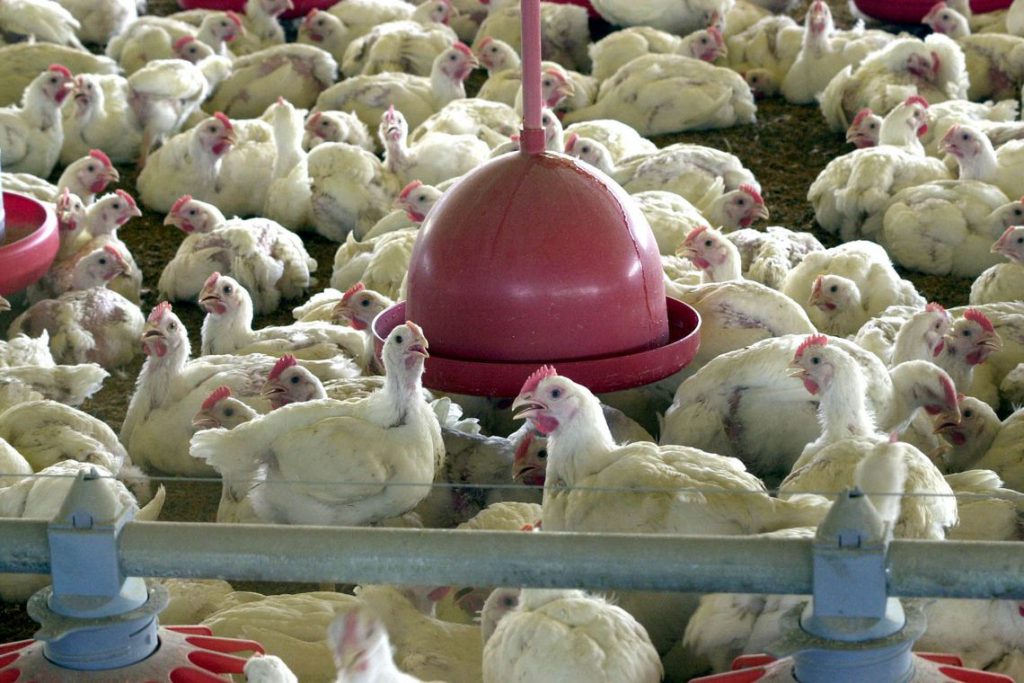 Além do coronavírus, agora China reporta surto de gripe aviária, OMDN, O Mundo dos Negócios