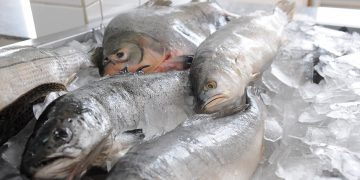 Pescado brasileiro poderá ser exportar para o Marrocos, OMDN, O Mundo dos Negócios