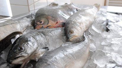 Pescado brasileiro poderá ser exportar para o Marrocos, OMDN, O Mundo dos Negócios