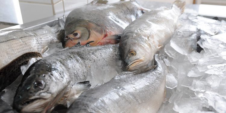 Pescado brasileiro poderá ser exportar para o Marrocos, OMDN, O Mundo dos Negócios