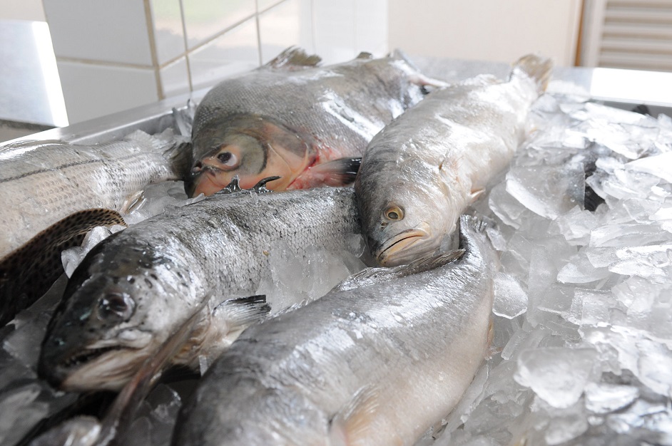 Pescado brasileiro poderá ser exportar para o Marrocos, OMDN, O Mundo dos Negócios