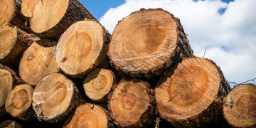 Nota técnica orienta exportações de produtos madeireiros_OMDN_O Mundo dos Negócios_Thomas B. por Pixabay