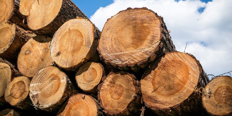 Nota técnica orienta exportações de produtos madeireiros_OMDN_O Mundo dos Negócios_Thomas B. por Pixabay