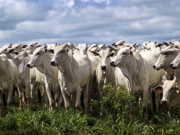 Brasil exportará carne bovina e miúdos para a Tailândia_OMDN_O Mundo dos Negócios_Mapa