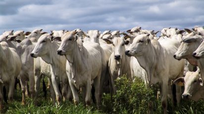 Brasil exportará carne bovina e miúdos para a Tailândia_OMDN_O Mundo dos Negócios_Mapa