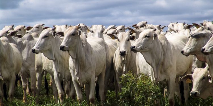 Brasil exportará carne bovina e miúdos para a Tailândia_OMDN_O Mundo dos Negócios_Mapa