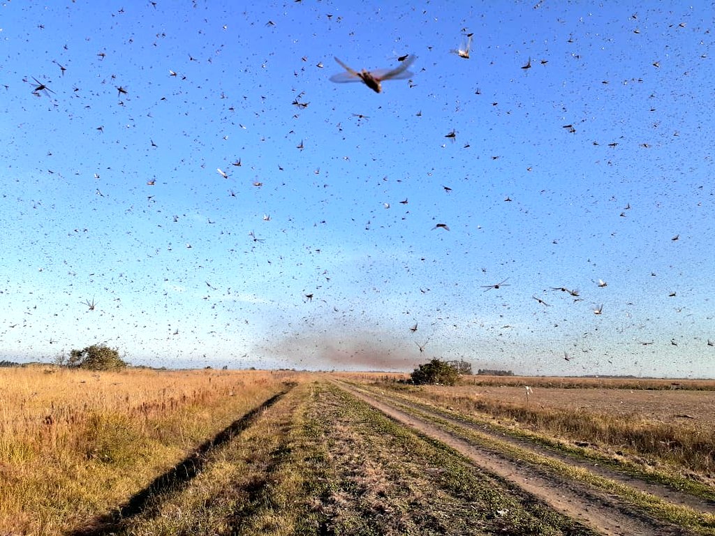 Nuvem de gafanhotos por prevenção governo declara emergência fitossanitária_OMDN_O Mundo dos Negócios_Agricultura Argentina