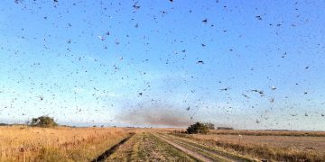 Nuvem de gafanhotos por prevenção governo declara emergência fitossanitária_OMDN_O Mundo dos Negócios_Agricultura Argentina