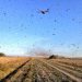 Nuvem de gafanhotos por prevenção governo declara emergência fitossanitária_OMDN_O Mundo dos Negócios_Agricultura Argentina